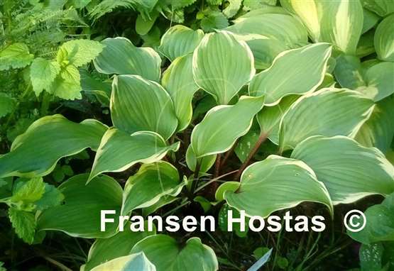 Hosta Secret Treasure